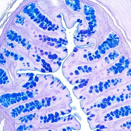 Гистохимические исследования ткани